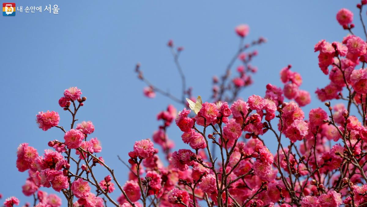 봄꽃 향기에 취한 나비 ©박성환