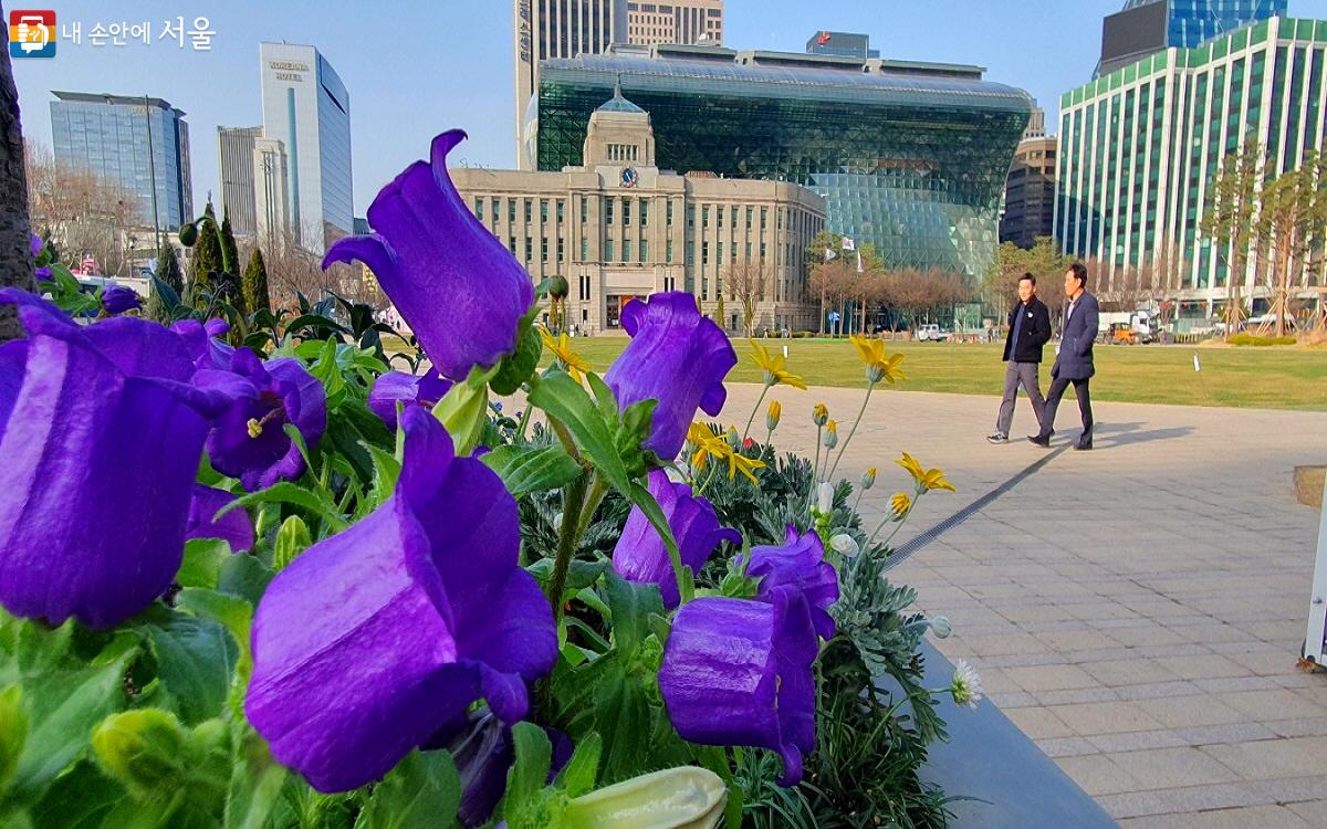 지난 3월 18일부터 서울 거리 곳곳에 봄꽃을 심기 시작했다. ©엄윤주 