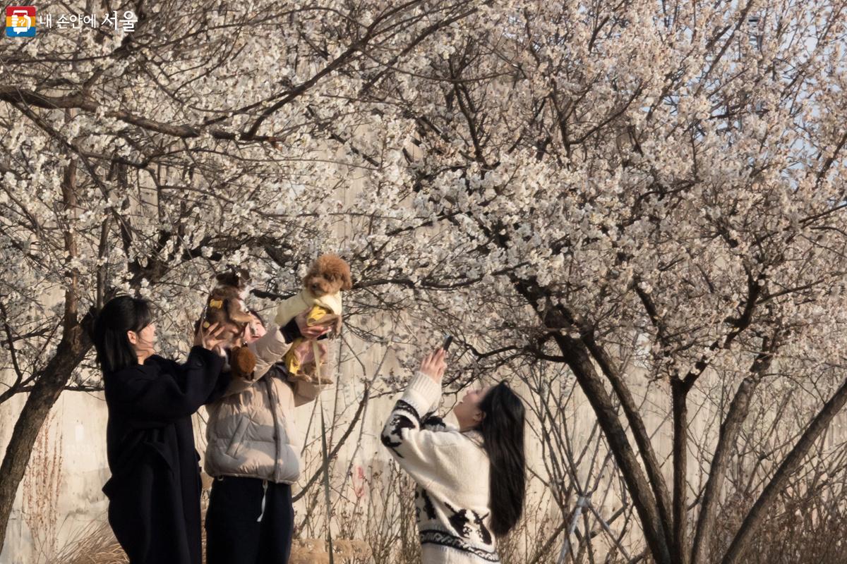 반려견과 함께 나와 2006년에 기증받아 심은 매화를 카메라에 담고 있는 시민 ©김인수