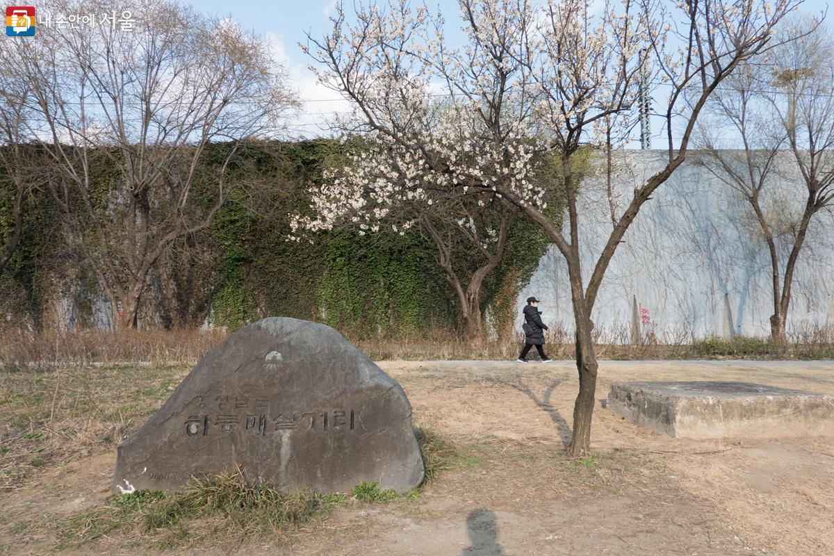 하동매실거리 표지석을 중심으로 왼쪽으로는 신답역까지 홍매와 대나무숲, 오른쪽으로 용답역까지는 백매화가 피어 있다. ©김인수