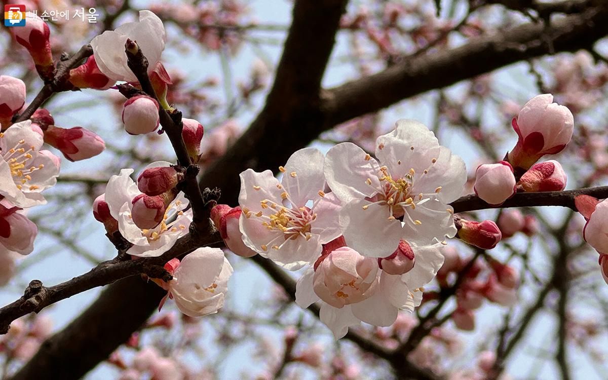 올해는 개화시기가 늦춰져 서울은 4월 3일 벚꽃이 개화해 10일경 절정에 이를 예정이라고 한다. ©이수정