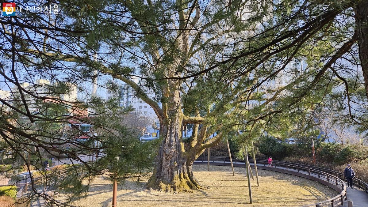 연산군 묘로 올라가는 길에 내려다본 방학동 은행나무 ⓒ이선미 