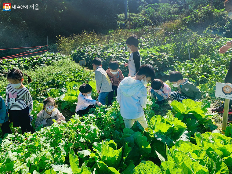 모아어린이집 아이들이 생태친화 프로그램으로 텃밭을 가꾸고 있다.