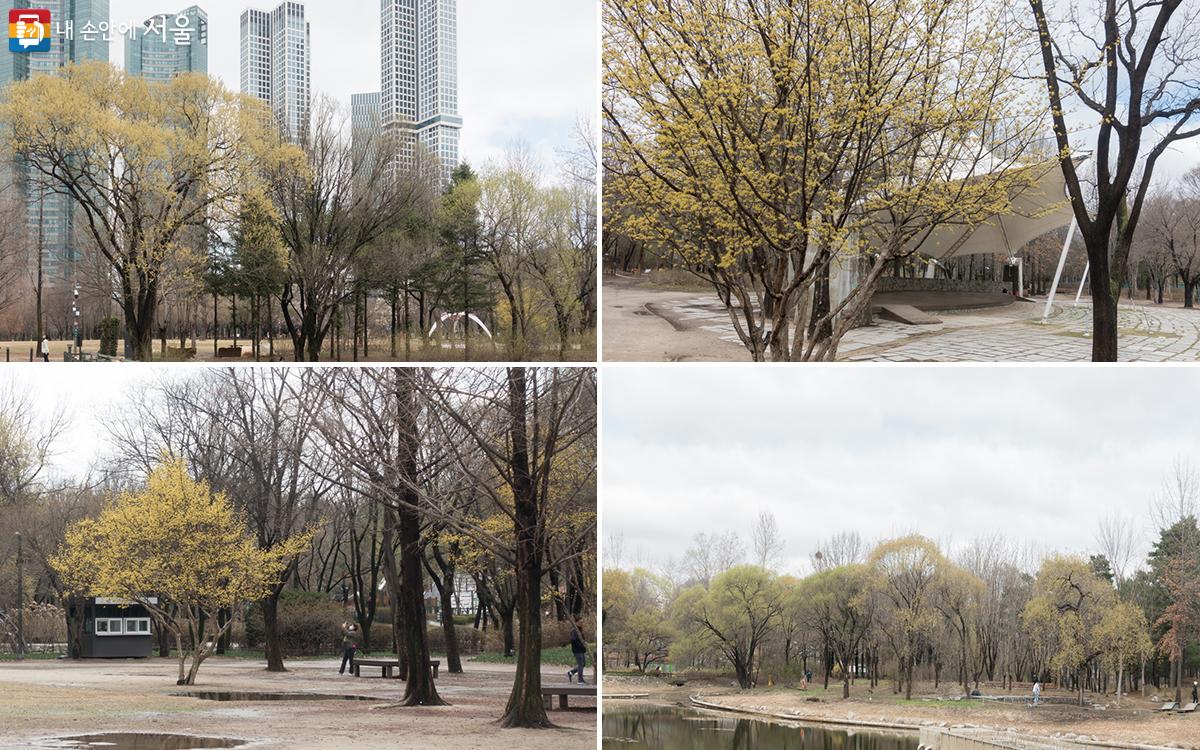 봄꽃 산수유가 서울숲 곳곳에 피어 있다. 오전에 내린 비에 한 껏 싱그럽다. Ⓒ김인수