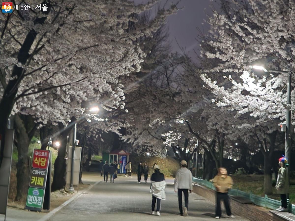 서울어린이대공원 벚꽃길은 저녁 시간에도 산책과 함께 즐기기 좋다. Ⓒ김은주