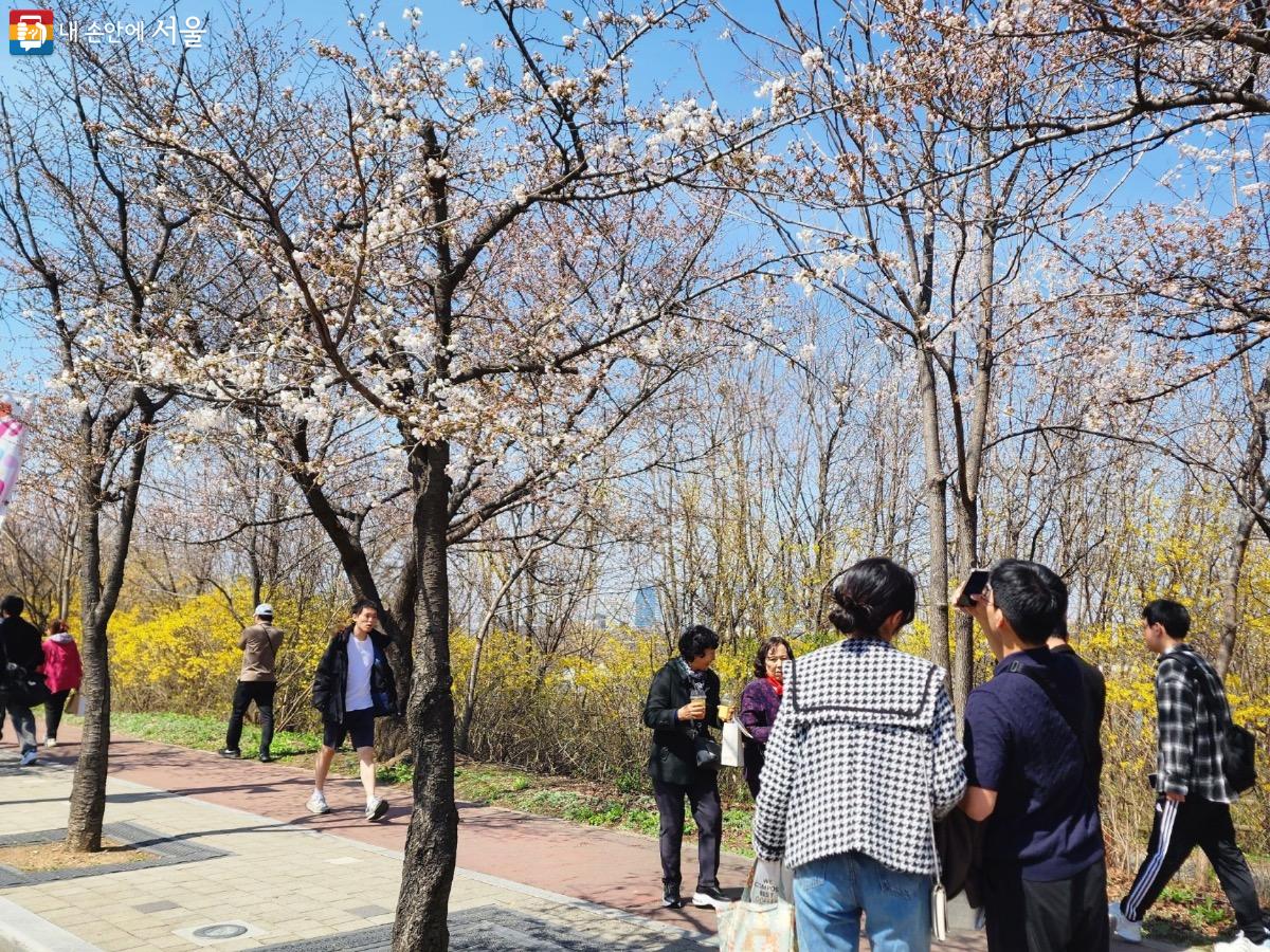 여의도 윤중로 벚꽃축제가 시작되어 많은 사람들이 벚꽃을 보기 위해 찾고 있다. Ⓒ김은주