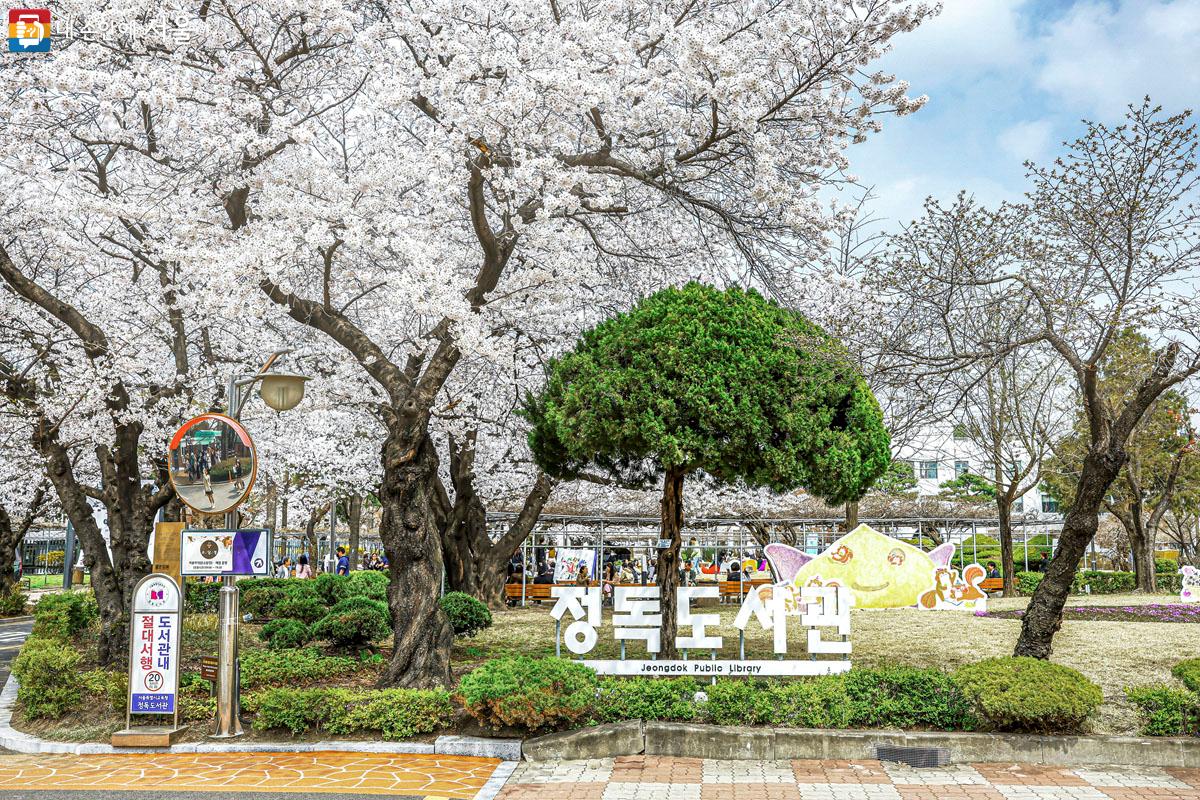 서울의 숨은 벚꽃 명소로 알려진 '정독 도서관' 전경. ⓒ박우영