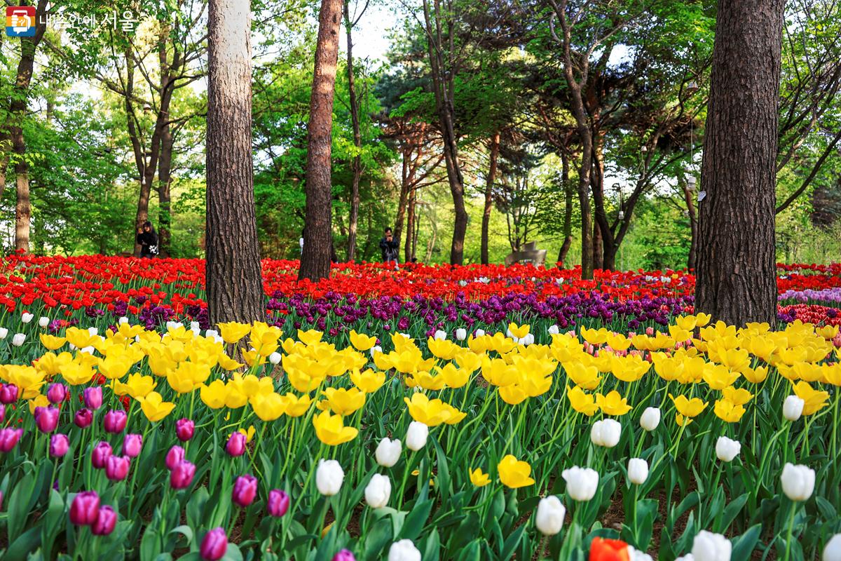 봄이 깊어지면 서울숲에는 아름다운 튤립 세상이 펼쳐진다. ©박우영