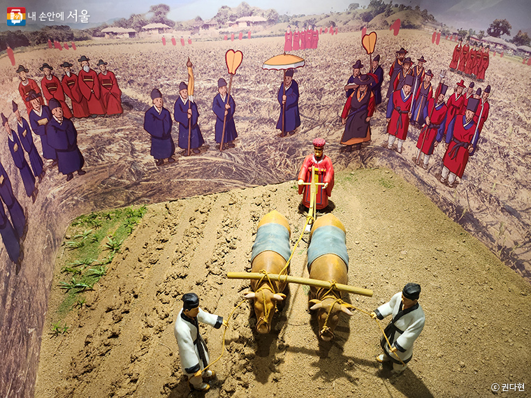 조선시대에 풍년을 기원하는 ‘선농대제’에서는 임금이 직접 밭갈이하는 시범을 보이기도 했다. 선농단역사문화관의 디오라마 전시.