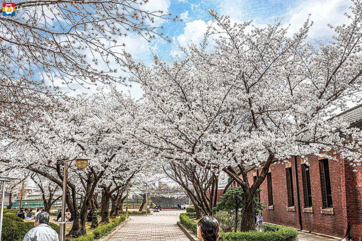 봄꽃 향기가 가득한 '정독 도서관',  봄나들이 장소로 추천한다. ⓒ박우영 