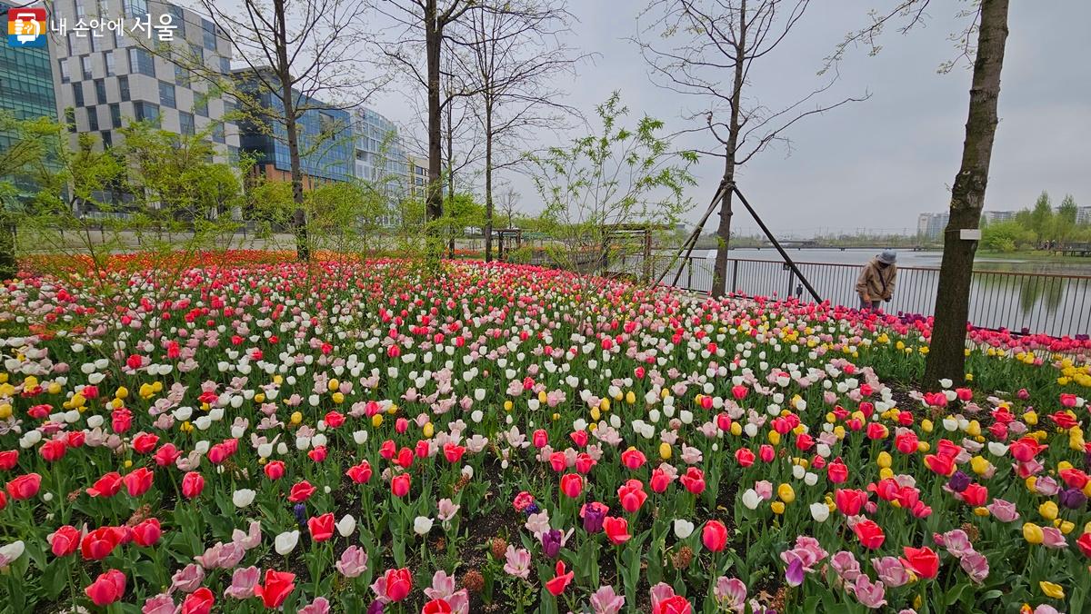 서울식물원 호수원 주변에도 다양한 봄꽃이 활짝 피었다. ©최용수 