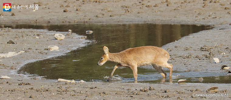 고라니는 영어로 ‘water deer’, 즉 물 사슴이라고 부르며, 주요 서식지는 강, 호수 주변으로 알려져 있다. 