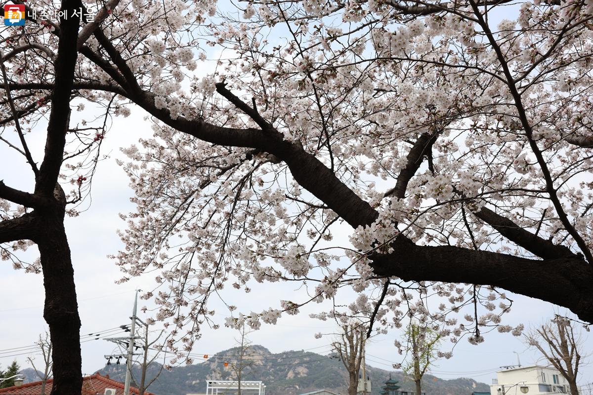 벚꽃 나무 가지 사이로 보이는 하늘에서 봄이 느껴진다. 
