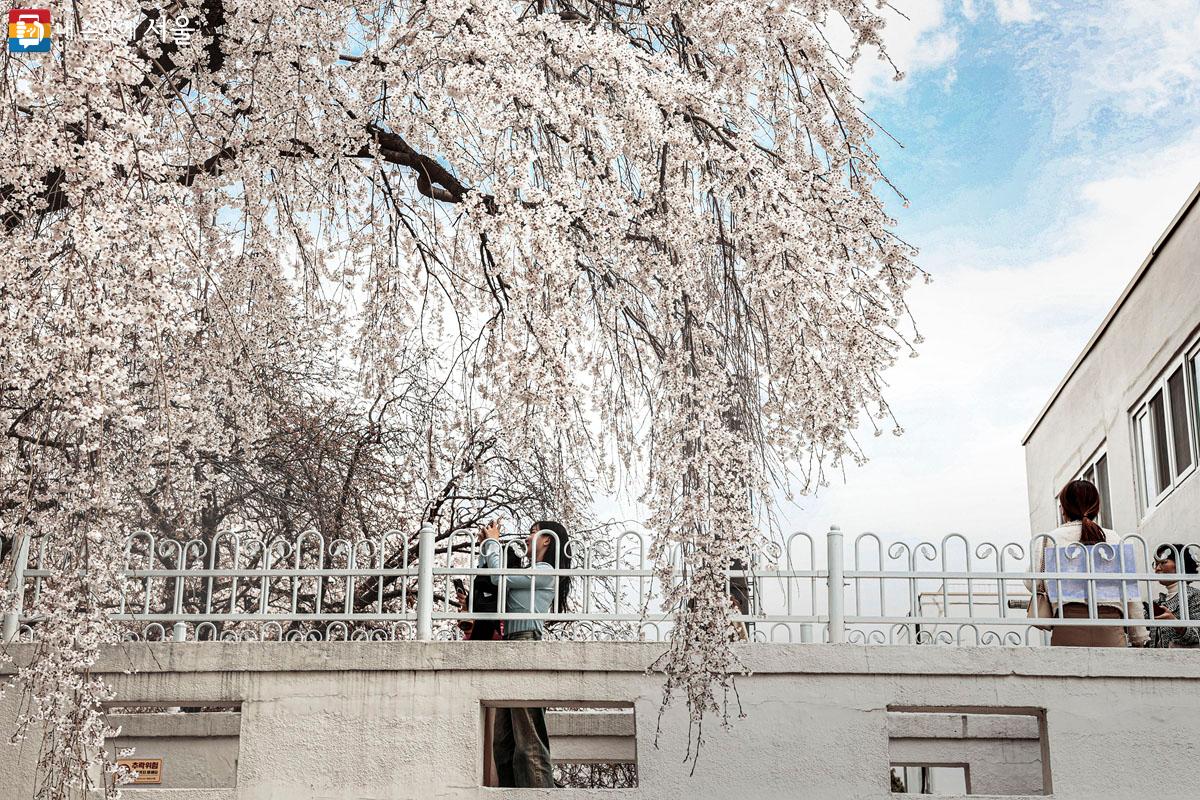 늘어진 수양벚꽃나무를 배경으로 사진을 찍는 시민들. 이곳은 인기 있는 포토존이다. ⓒ박우영 