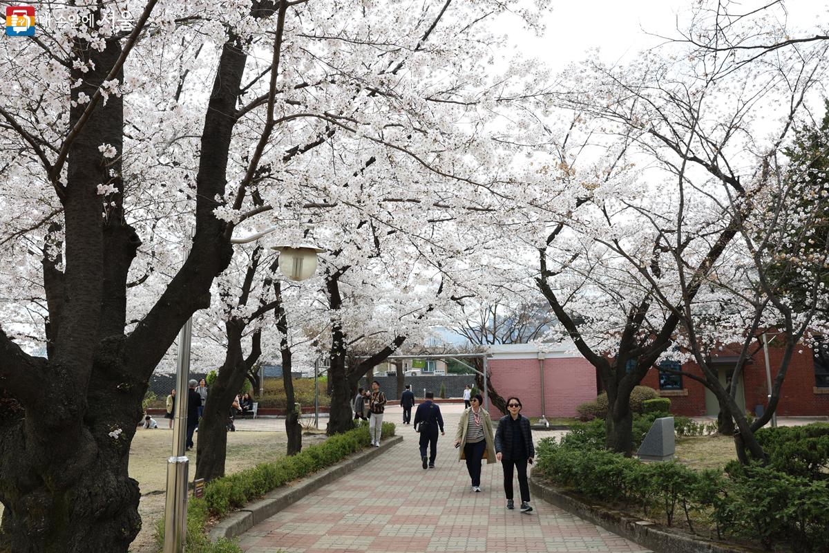 벚꽃 가득한 산책로를 걷고 있는 방문객들의 모습. ⓒ박우영 