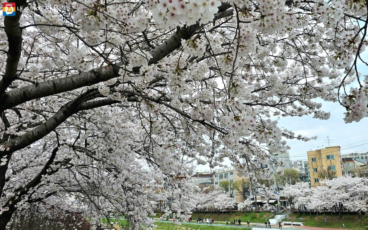 와산교 입구 하늘을 가리는 벚꽃 나무 ⓒ최정윤