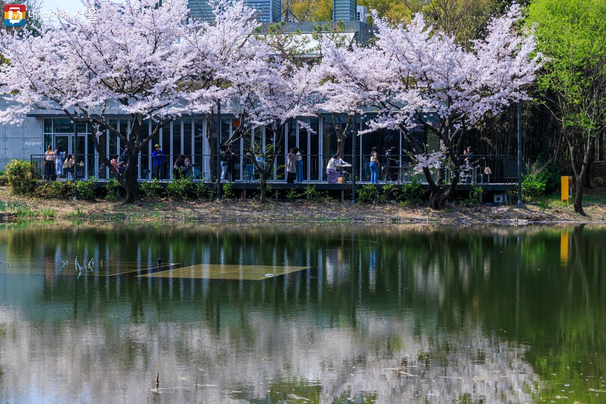 호수에 비친 벚꽃이 아름다운 자태를 뽐내고 있다. Ⓒ유서경