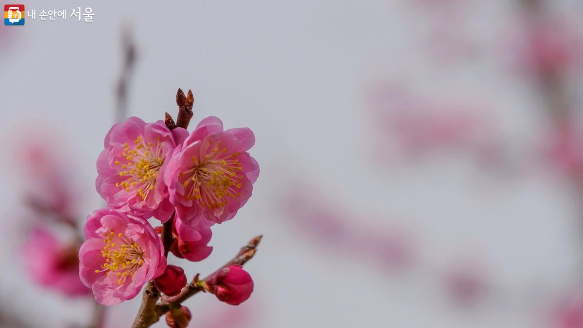 노란 꽃술이 환상적인 만첩홍매 ©박성환