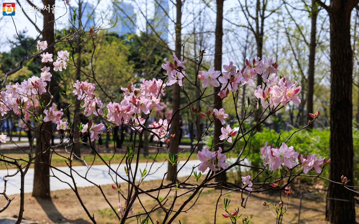 날씨가 따스해진 일요일, 서울숲에 물철쭉이 피고 있다. Ⓒ유서경