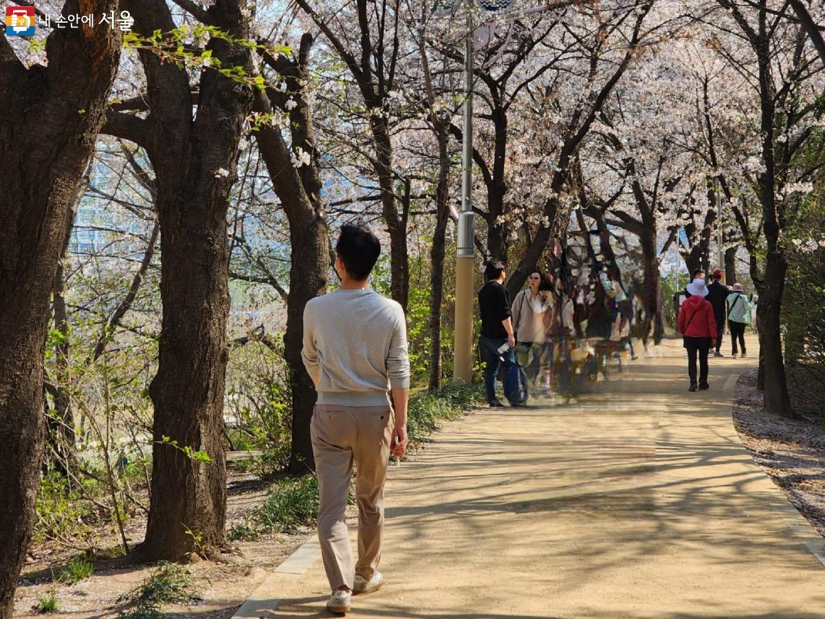 서울둘레길 6코스이기도 한 안양천 벚꽃길은 운동을 하며 즐기기에 좋다. Ⓒ김은주