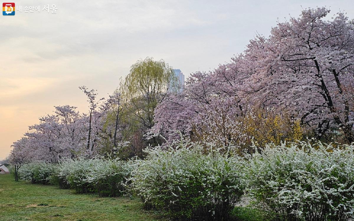 가지각색 봄꽃 향연 펼쳐진 한강공원 ⓒ권연주