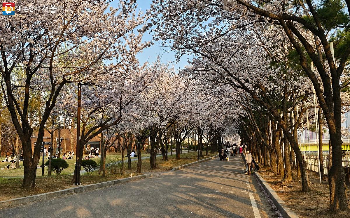 선유도 벚꽃나무터널에서 추억을 담는 시민들 ⓒ권연주