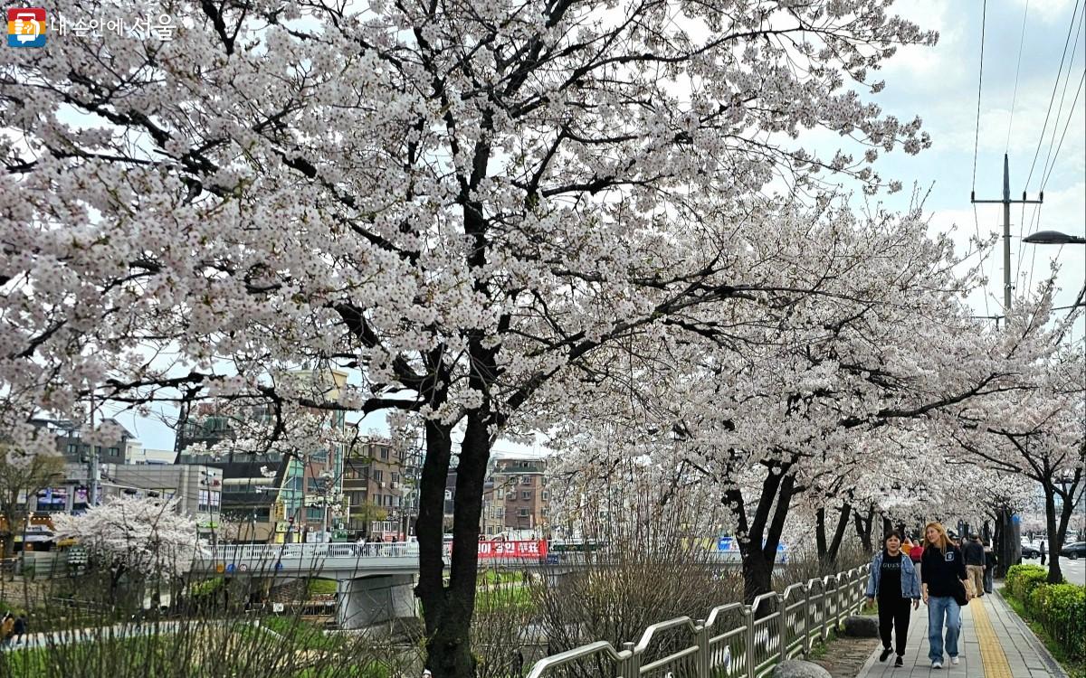 증산로 도로의 벚꽃길을 즐기는 시민들 ⓒ최정윤