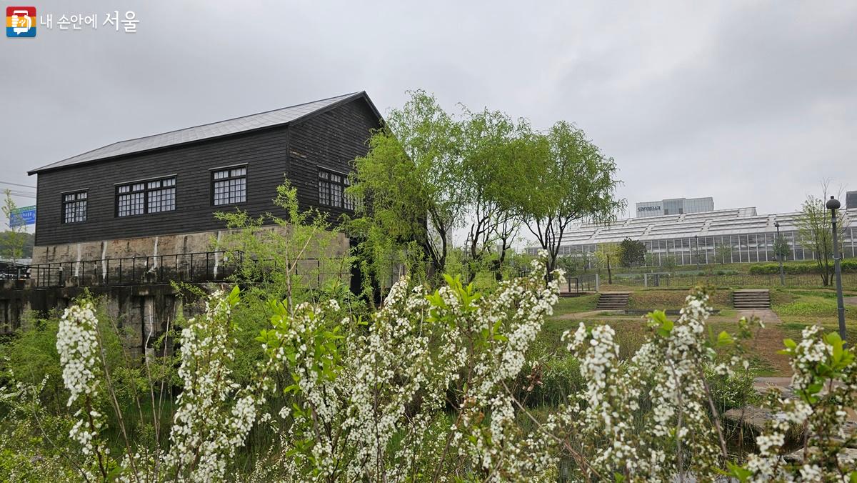 서울식물원 마곡문화관 주변에도 봄꽃이 활짝 피었다. ©최용수