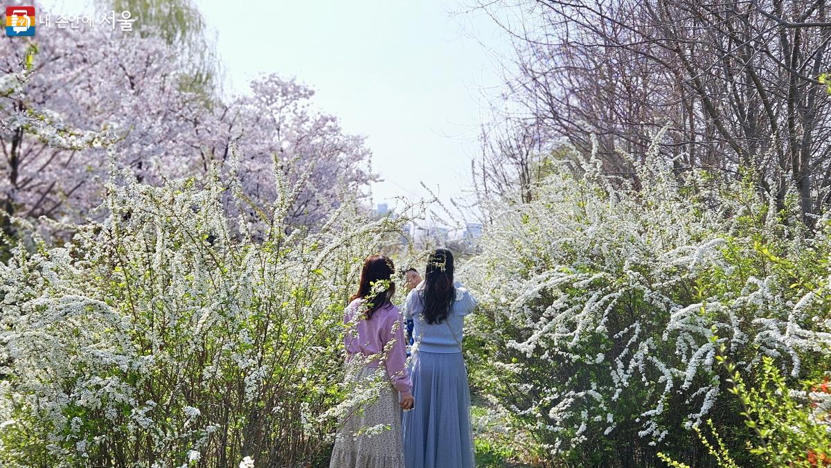 새하얀 조팝나무 사이에서는 모두가 동화 속 주인공이 되었다.©이선미 