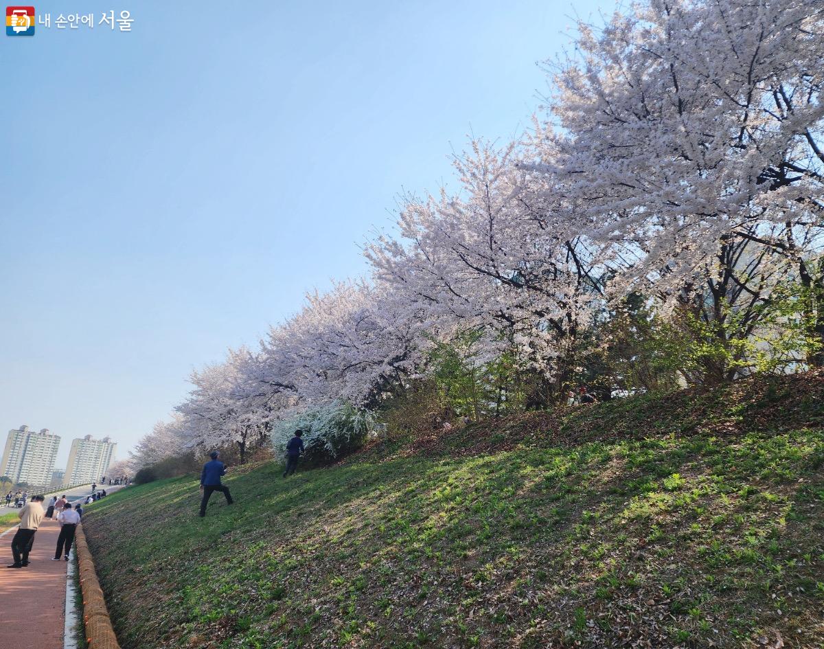 30km나 되는 긴 구간인 안양천 벚꽃길은 서울시의 유명한 하이킹 코스이기도 하다. Ⓒ김은주