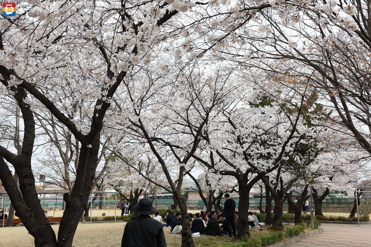 벚꽃 그늘 아래에 앉아 책을 읽거나 휴식을 취하는 시민들의 모습. ⓒ박우영