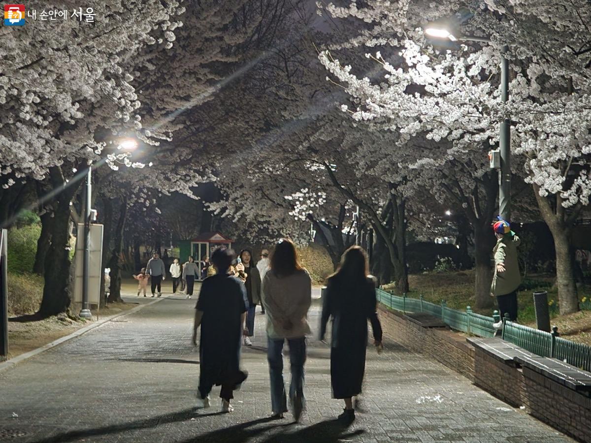 서울어린이대공원 벚꽃길은 조명 설치로 인해 낮과는 다른 매력을 느껴볼 수 있다. Ⓒ김은주