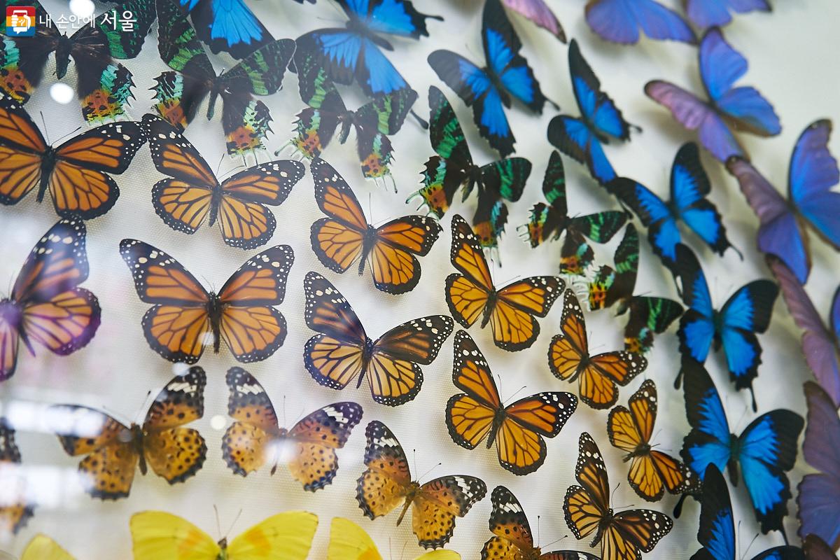 이 전시물은 다채로운 실제 나비 표본들로 이루어져 있다. ⓒ이정규