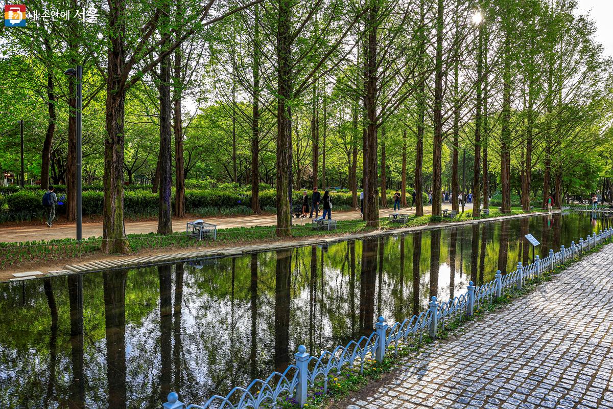 서울숲 최고의 포토존으로 알려진 '메타세쿼이아 길'과 '거울 연못' 전경 ©박우영