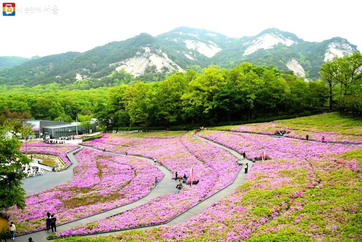 불암산을 배경으로 분홍빛 철쭉으로 단장한 불암산철쭉동산에서 봄을 함께 만끽하고 있는 시민들 ©이봉덕