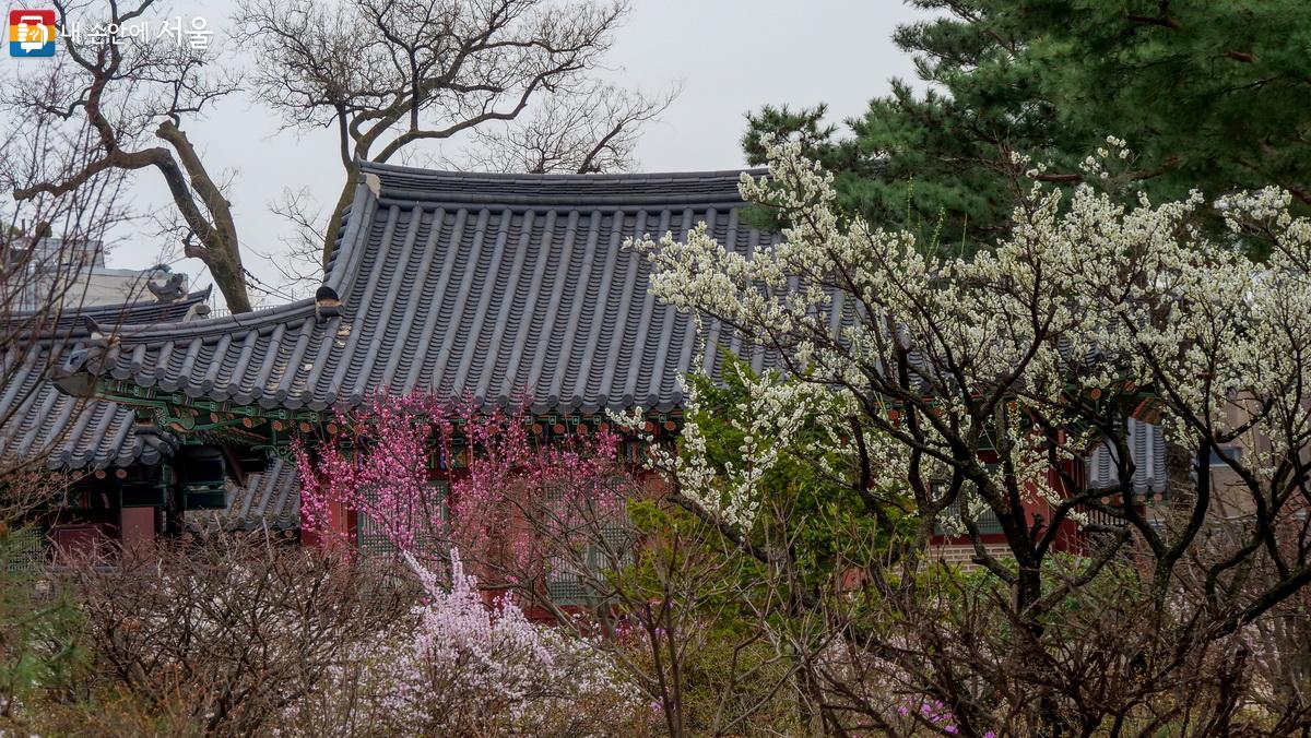 봄꽃이 고궁의 기와 지붕과 어우러져 매력적이다  ©박성환