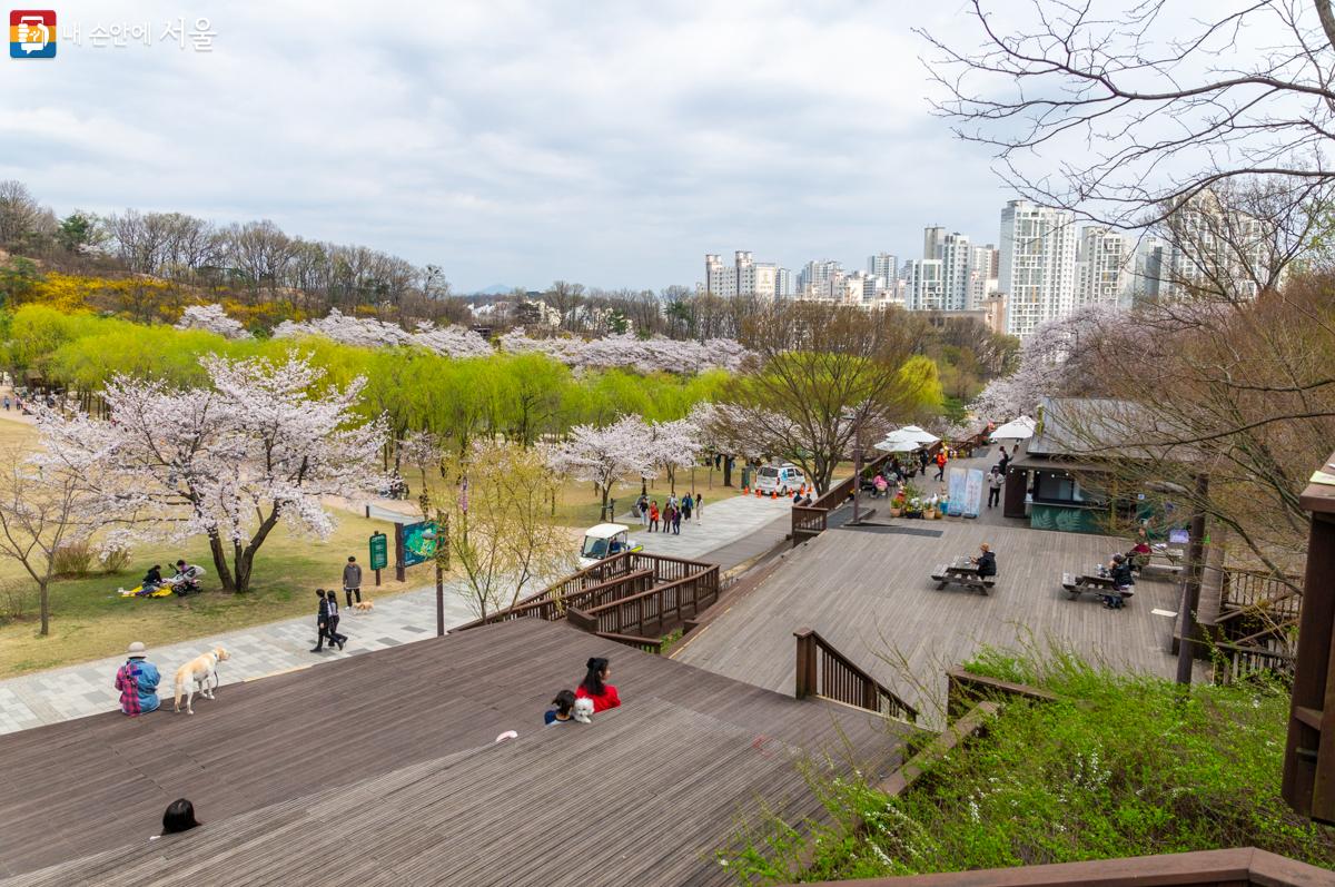 공원 내 큰길에 왕벚나무가 식재되어 아름다운 풍경을 연출하고 있다. ⓒ이병문