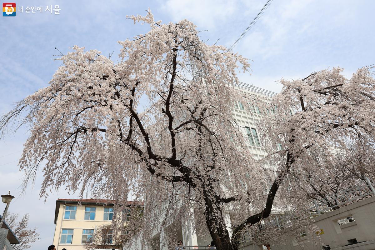 정독도서관 건물 뒤편으로 돌아가면 볼 수 있는 수양벚꽃나무. 웅장함이 느껴진다. ⓒ박우영 