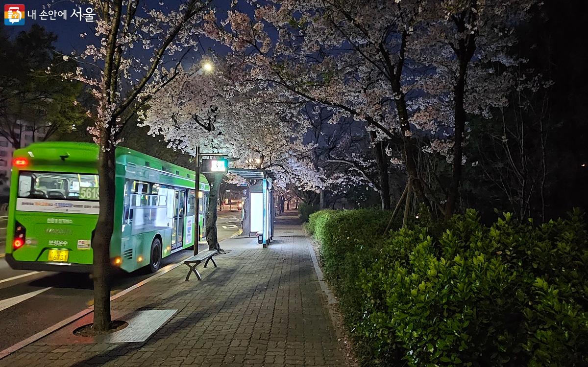 벚꽃터널 옆 버스정류장. 새벽 버스의 모습도 그림 같다. ⓒ권연주