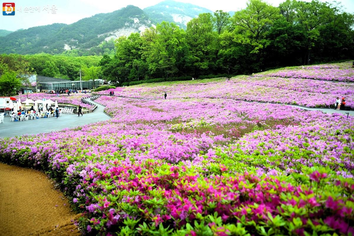 초록 숲과 분홍 철쭉이 환상의 조화를 이루고 있는 불암산 자락에 자리한 철쭉동산 풍경 ©이봉덕