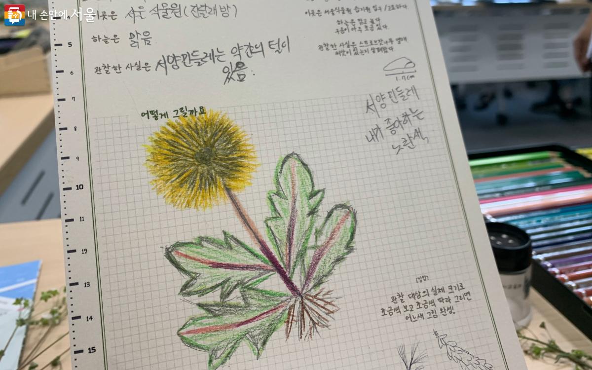 나만의 '한뼘 풀꽃도감'을 완성했다. ©김도연