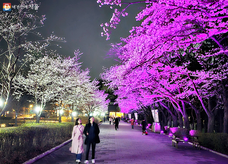 서울대공원 벚꽃축제가 오는 4월 5일~7일 열린다. ‘밤벚꽃길’은 23시까지 운영한다.