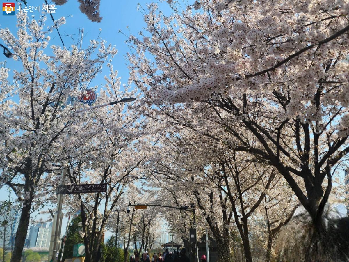 안양천 벚꽃길은 벚꽃터널이 아름답다. Ⓒ김은주