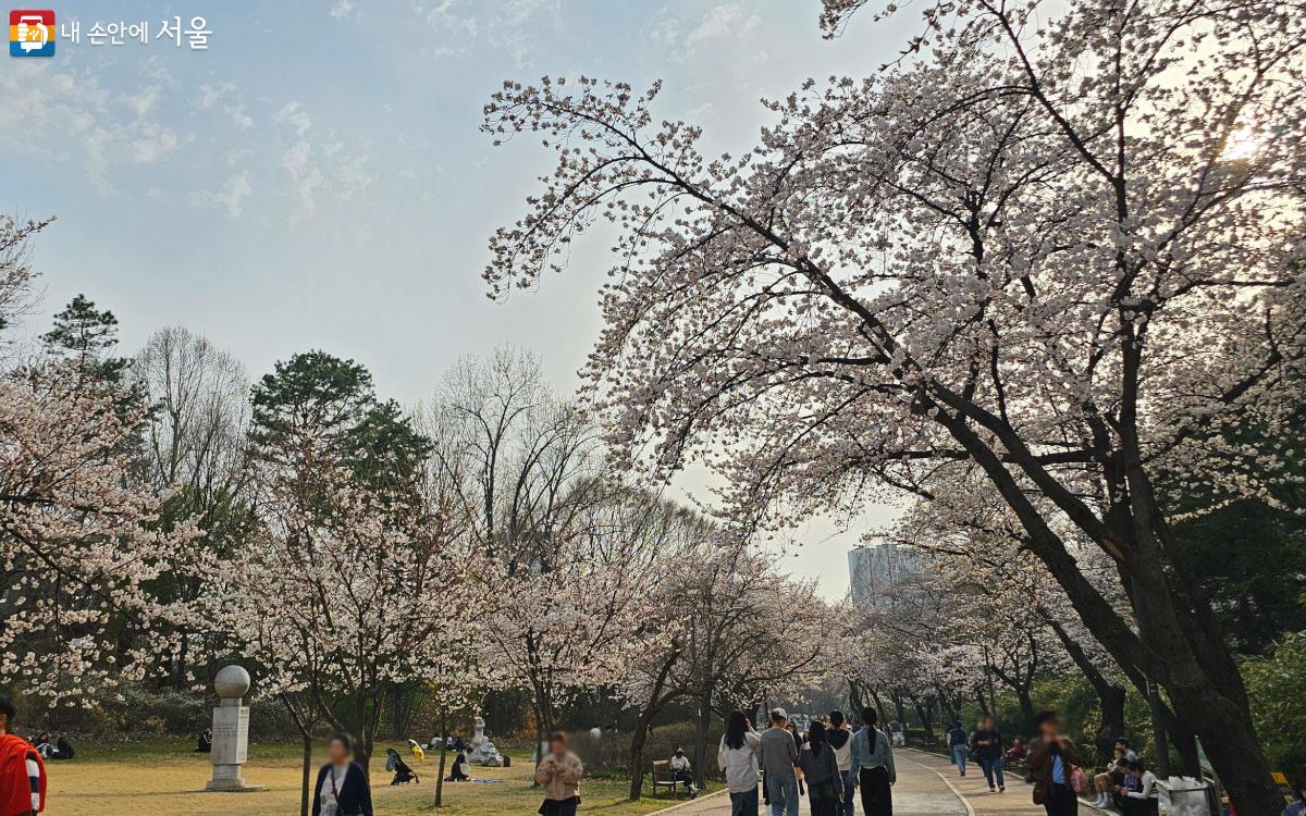 서울어린이대공원에 벚꽃이 활짝 피어 있는 모습 