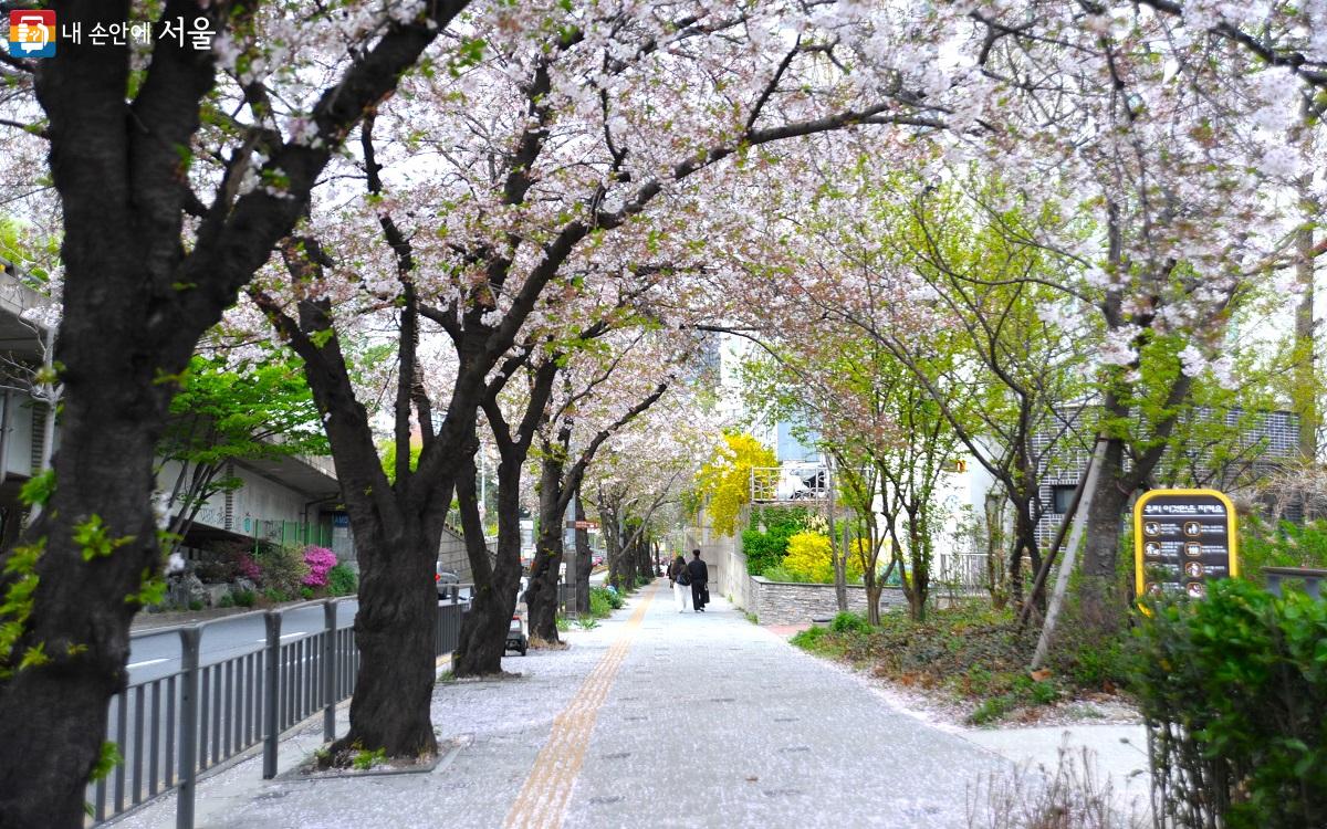 벚꽃이 만개한 마포나루길 ©조수봉