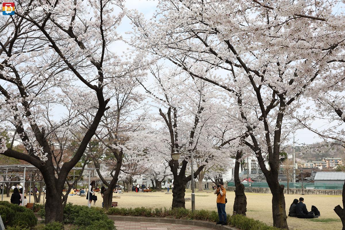 정독도서관 앞 정원 둘레를 따라 벚꽃나무가 이어져 있다. ⓒ박우영