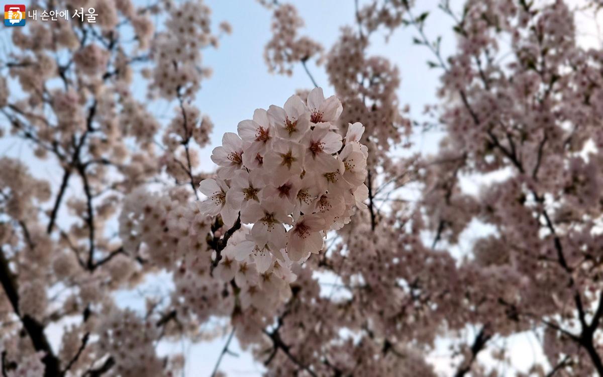 하늘빛을 배경 삼은 벚꽃 ⓒ권연주