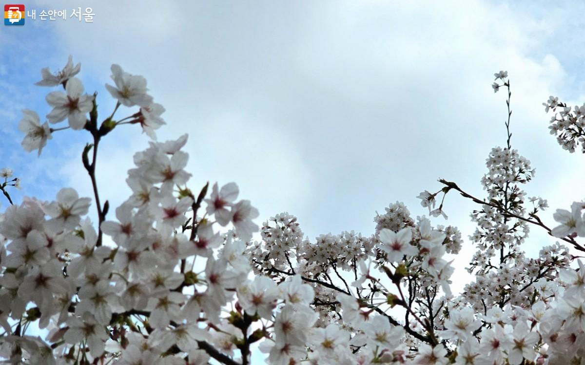 하늘을 가릴 듯 무성하게 뻗은 벚꽃 나무 ⓒ최정윤
