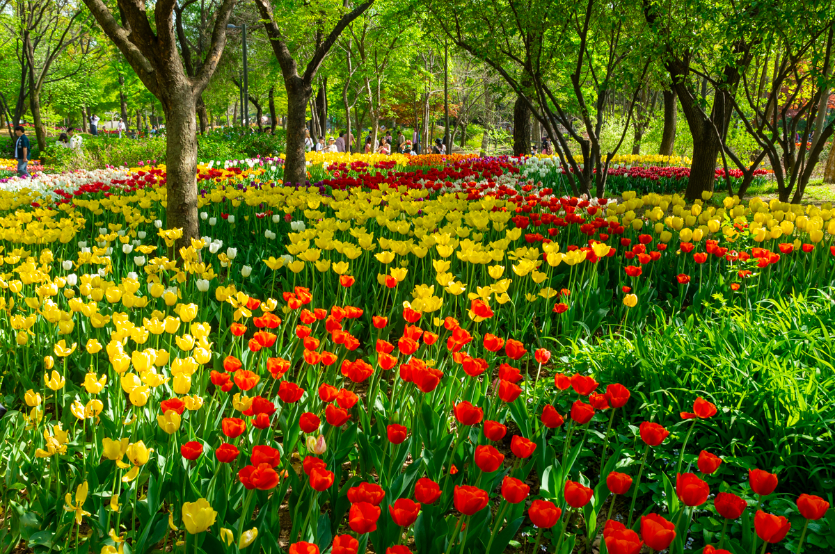 탄성을 부르는 봄소풍 나들이, 성수동 서울숲 튤립 꽃밭! 