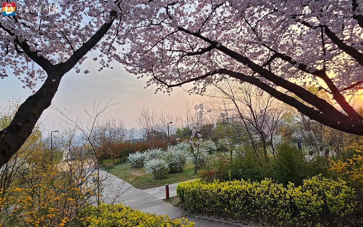 봄꽃 가득한 한강공원에 여명이 밝아 온다. ⓒ권연주